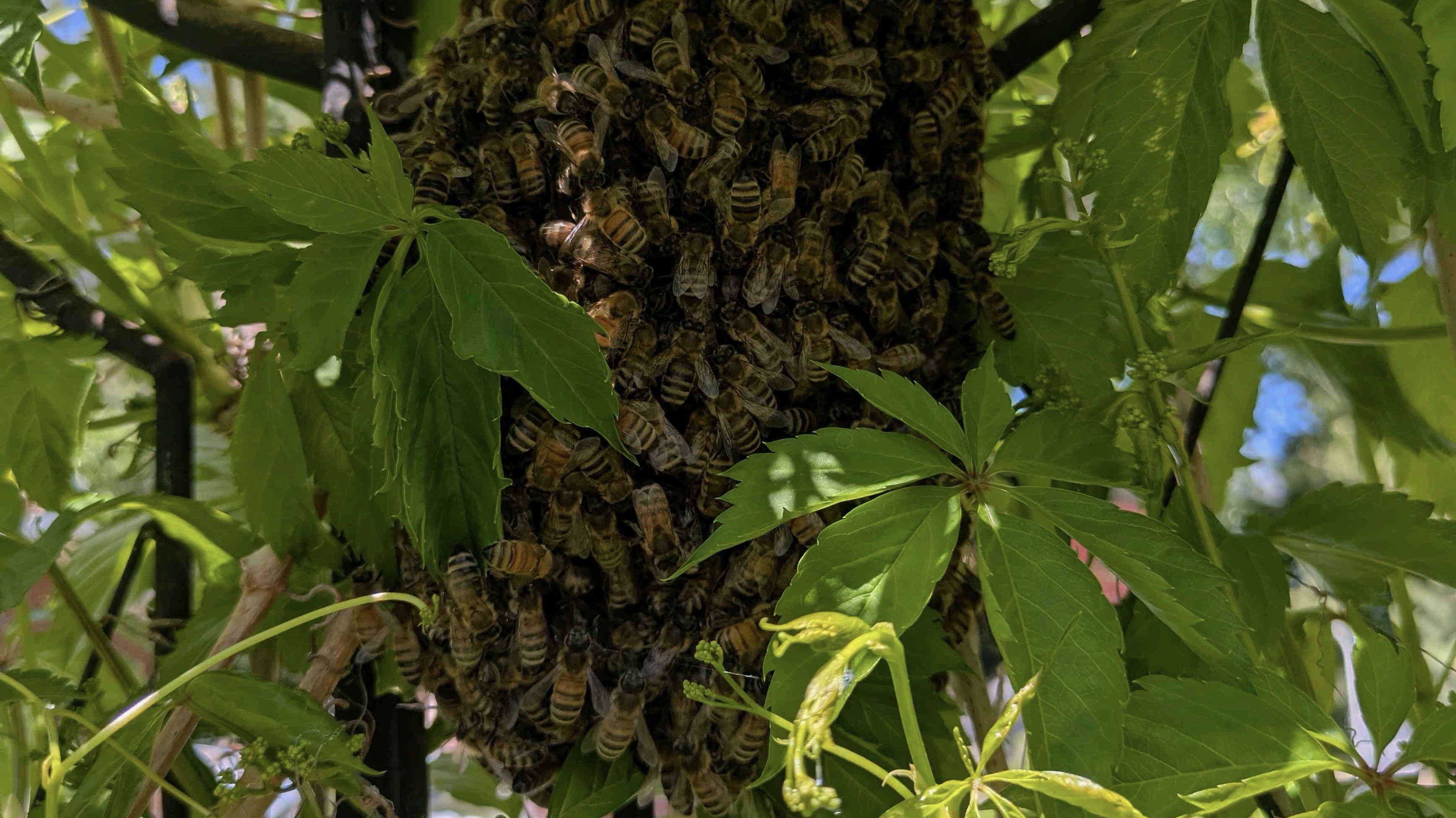 Bee Keepers Community 